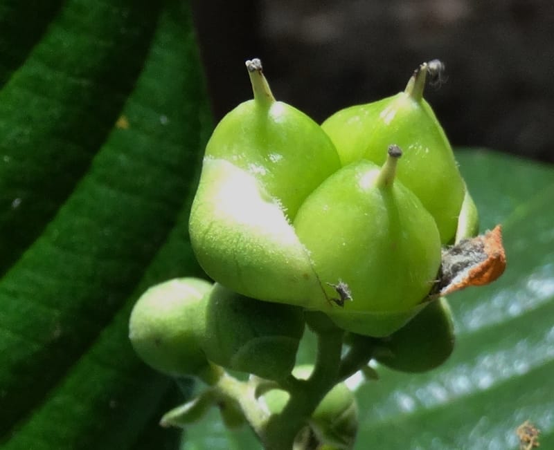 Tetracera billardieri, Lowry, P 7392--New Caledonia. Nehoue Forest. 17 Nov 2015. DSC03041 (358).JPG