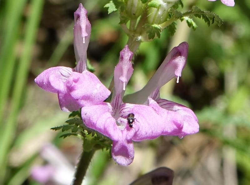 Pedicularis pseudomelampyriflora, C. Davidson 13757--China. Sichuan. Yibailingba-gou. 12 Aug 2017. DSC04660 (583).JPG