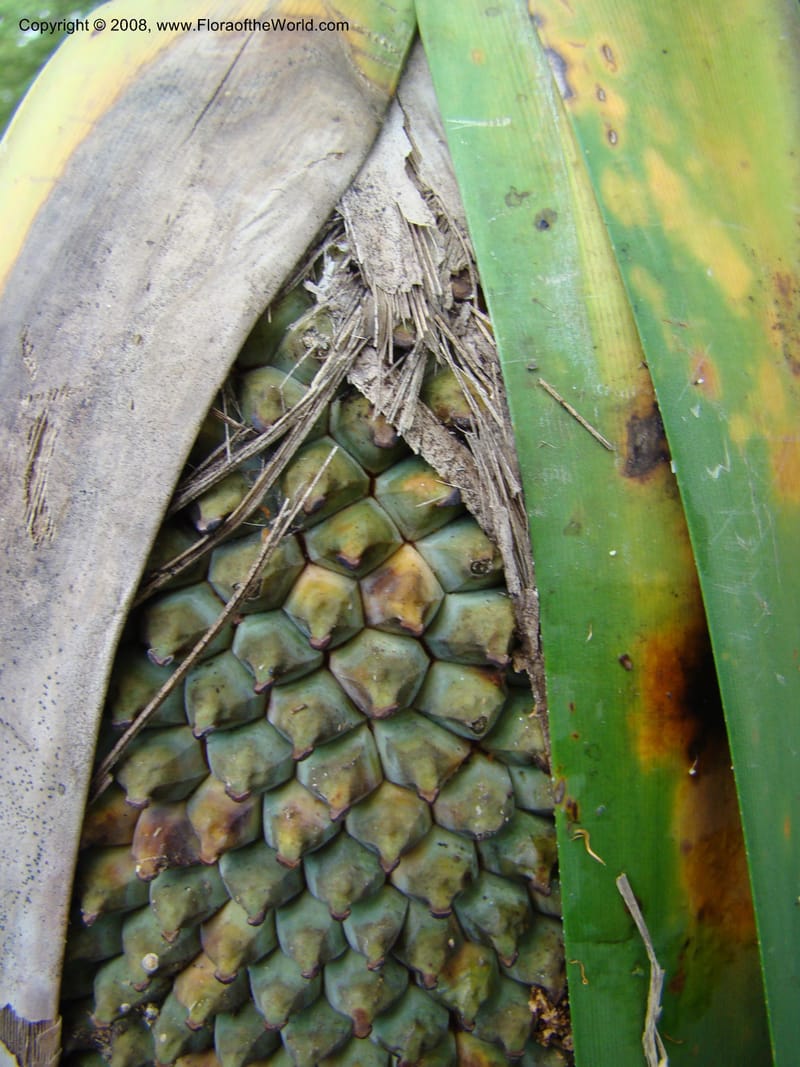 Pandanus, JMunzinger4821--New Caledonia. Col d'Amoss. 14 Nov 07. 142.jpg