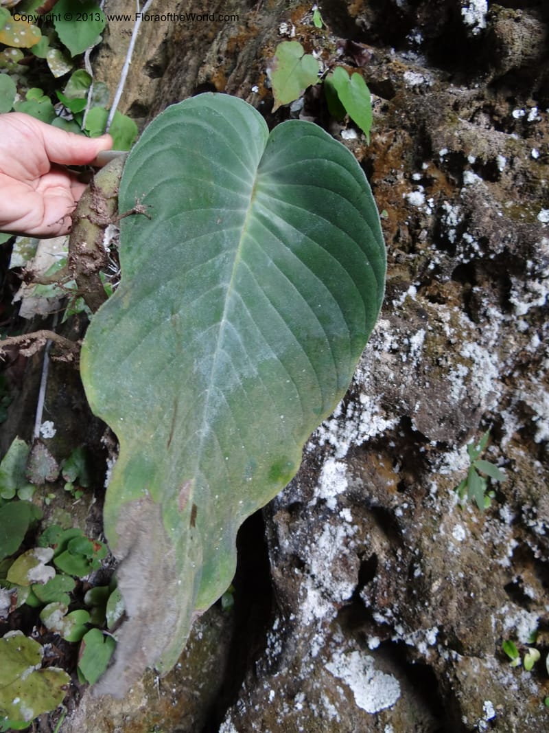 Monophyllaea singularis, S.98866--Sarawak. Fairy Cave. 27 Mar 2012. DSC05645 (17).JPG