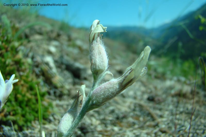 Astragalus purshii, C. Davidson 11372--Idaho. Idaho Co. Salmon River. Polly Bemis Ranch. 27 May 2009. 134.jpg