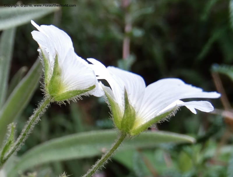 Cerastium, Ulloa, C 2477--Ecuador. Mojanda. 22 Apr 2015. DSC02267 (73).JPG