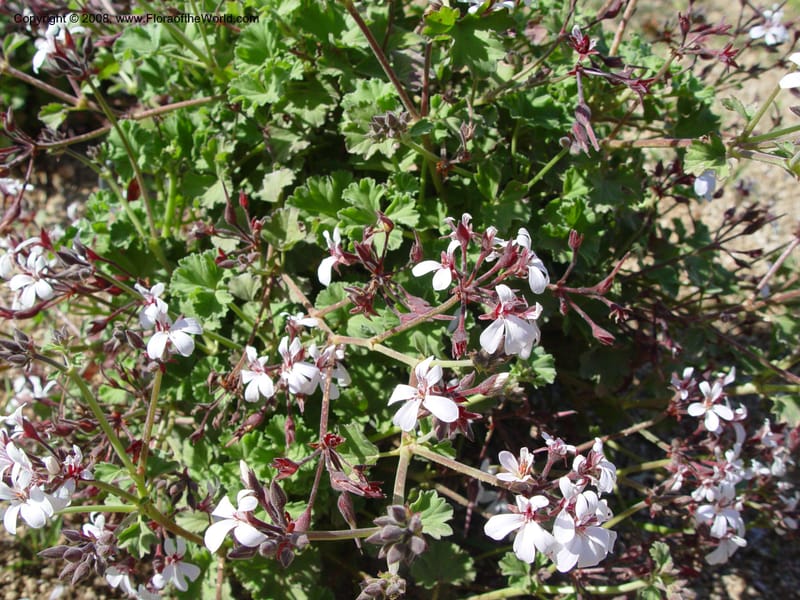 Pelargonium odoratissimum--Spain. Barcelona Botanic Garden. 19 Apr 04. 185.jpg