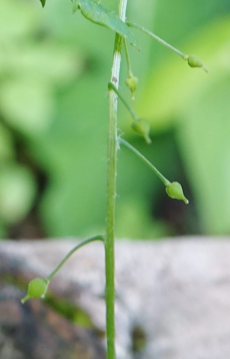 Yinshania acutangula subsp. wilsonii, C. Davidson 13755--China. Sichuan. Yibailingba-gou. 12 Aug 2017. DSC04660 (643).JPG
