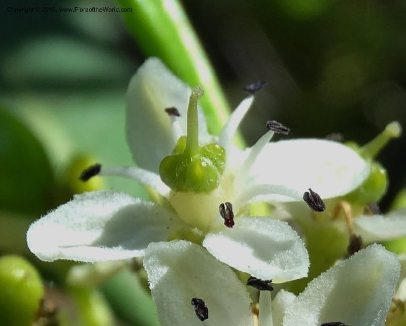 Pitavia punctata, Davidson, C 12801--Chile. L-30-M to Constitution. Jct to Empedrado. 25 Nov 2014. DSC07670 (37).JPG