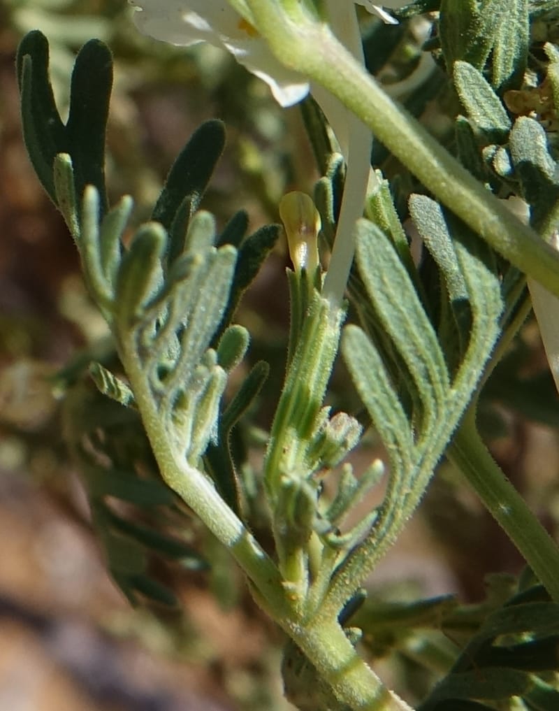 Chascanum pinnatifidum, L. Nanyeni 1170--Namibia. Hwy B1, rest stop at odom 161. 16 Mar 2018. DSC01241 (25).JPG