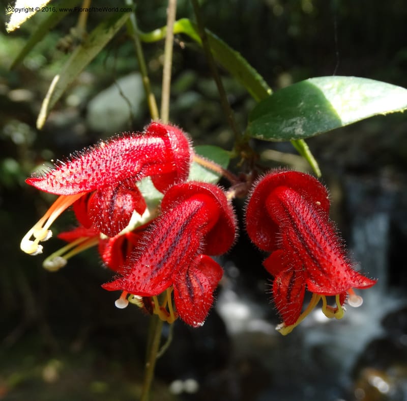 Aeschynanthus, Davidson, C 12673--Sabah. Danum Valley. 4 Oct 2014. DSC01741 (181).JPG