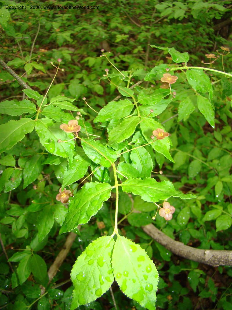 Slovenia. 3 km S of Kozina. 17 May 08. 164.jpg