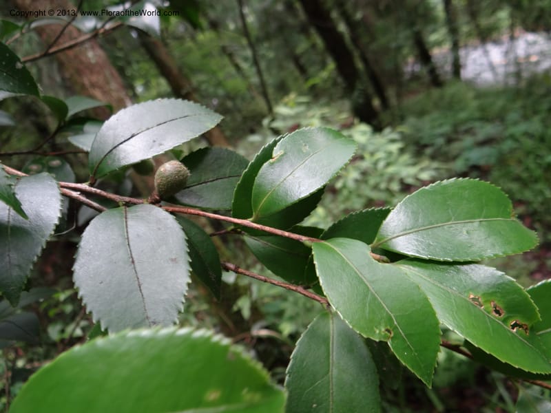 Camellia oleifera, Davidson, C 11952--China. Zhejiang Priv. Tian Mu Shan. 31 May 2012. DSC00927 (81).JPG