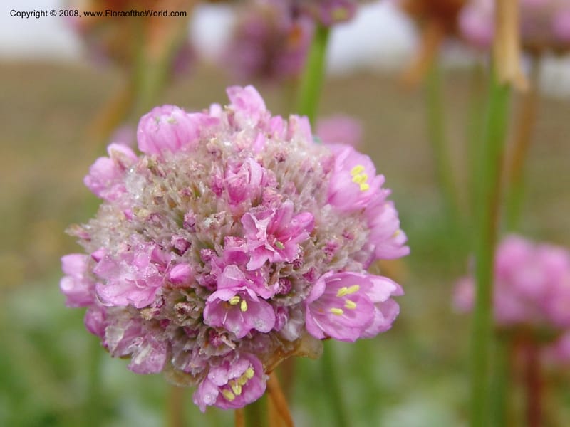 Armeria maritima ssp californica--CA. Mendocino Co. Pt. Arena Light house. 25 Jun 06. 027.jpg