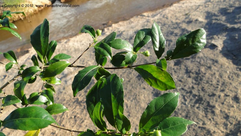 Rinorea angustifolia, N. Manjato 151--Madagascar. Mania River. 1 May 2010 159 (20).jpg