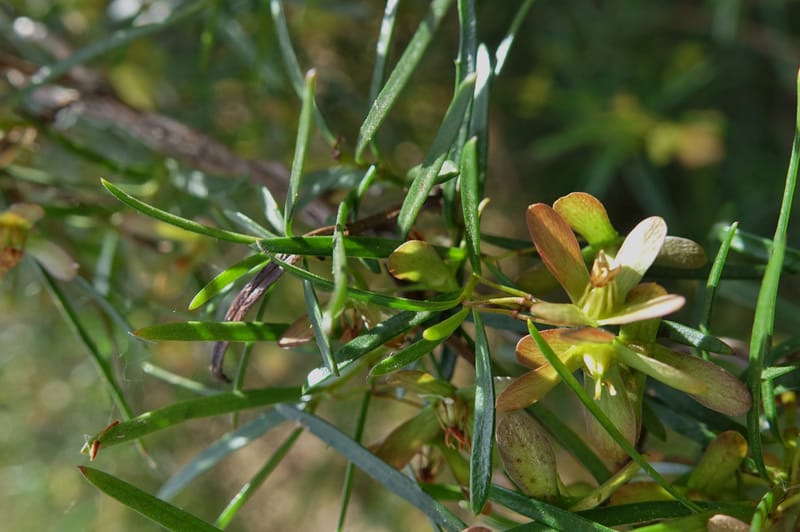 Aphanopetalum clematideum, Davidson, C 13444--Australia. W.A. Geraldton. Chapman River. 25 Oct 2016.  (45).JPG