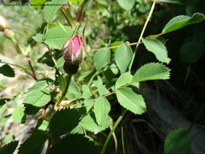 Rosa nutkana, Davidson, C 12515--Idaho. Valley Co. Payette Lake, Sylvan Beach. 18 Jun 2014. DSC09162 (7).JPG