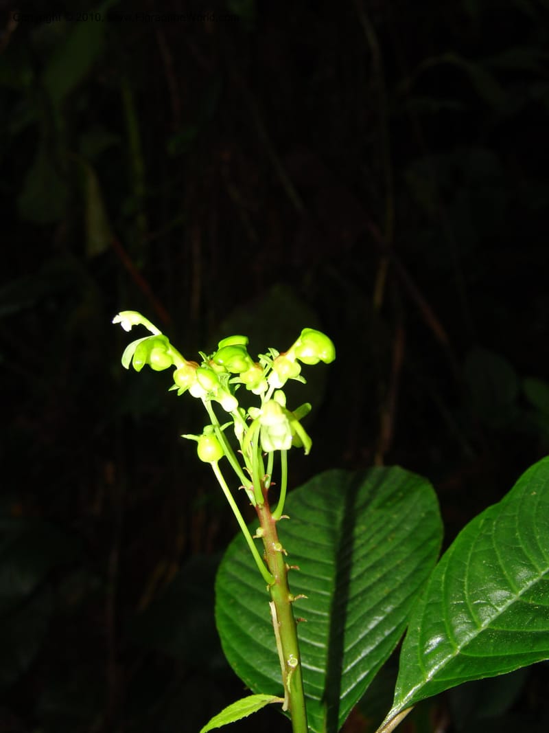 Burmeistera, Croat 96375--Ecuador. Prov. Pichincha. Pacto-Pto. Quito Rd.. 25 Mar 06. 235.jpg
