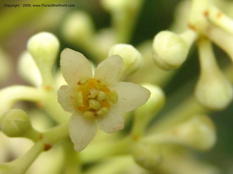 Nectandra, DNeill15914--Ecuador. Prv. Zam. Ch. C del Condor. Wawaime plot. 22 Sep 07. 395.jpg