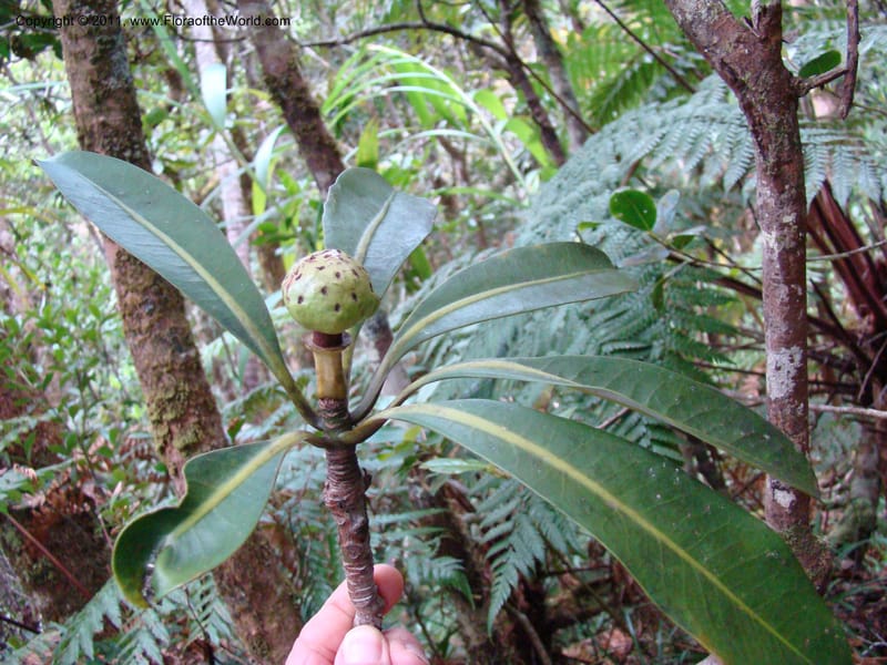 Zygogynum, Munzinger, J 4845--New Caledonia, Dogny, 19 Nov 2007,  079 (4).jpg