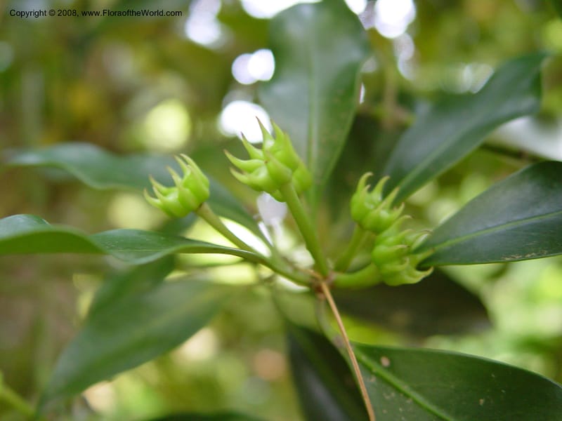 Illicium floridanum--DE. Mt. Cuba Center. 24 Jun 03. 018.jpg