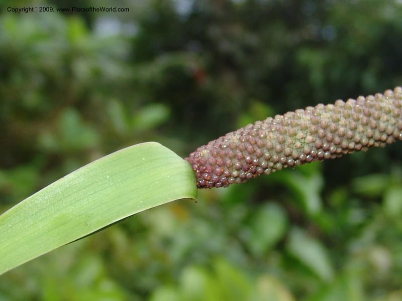 Anthurium ernestii, TCroat98648--Ecuador. Prov. Zamora Ch. Rio Nangaritza ca Las Orquideas. 15 Sep 07. 327.jpg