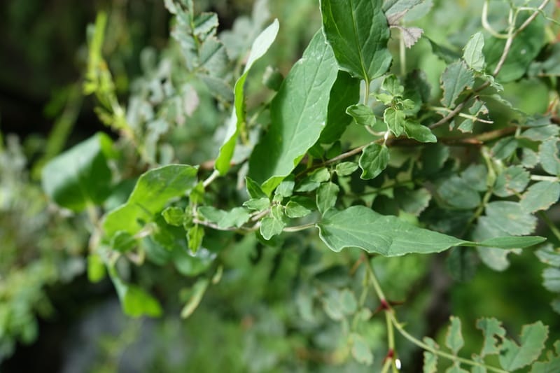 Codonopsis, C. Davidson 13768--China. Sichuan. Yibailingba-gou. 12 Aug 2017. DSC04660 (88).JPG