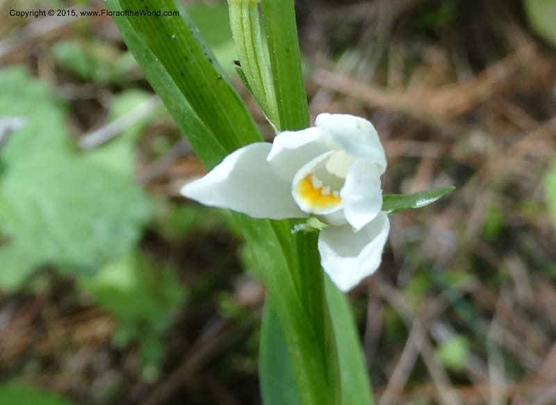 Cephalanthera longifolia, Boufford, D 43592--China. Sichuan. Tudiling Tunnel. 6 May 2014. DSC03860 (87).JPG