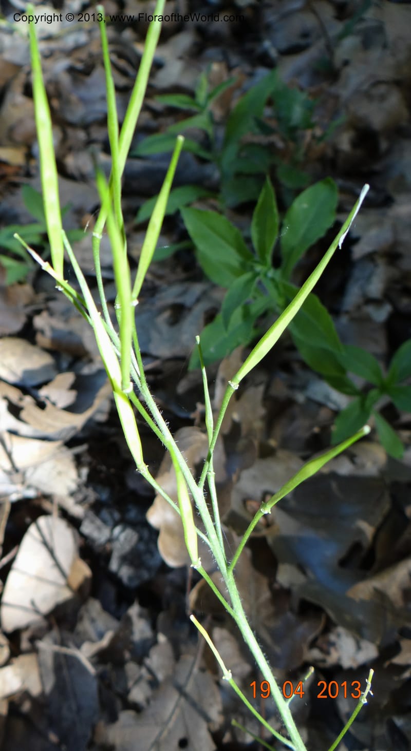 Cardamine californica, Davidson, C 12129--USA, California, Nevada Co. 19 Apr 2013  0073 (1).JPG