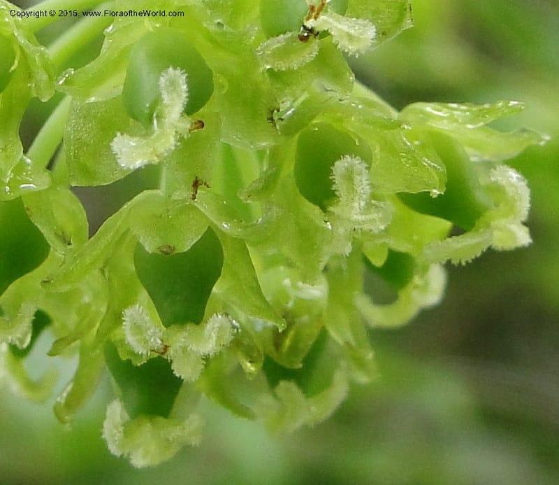 Heterosmilax, Regalado 1772--Viet Nam. Ban Khoang Commune. 4 May 2011. 080 (13).jpg