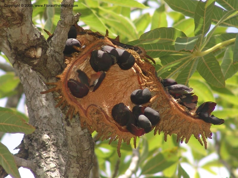 Sterculia murex--So. Africa. Mpumalanga. Karino. Whyte Thorne Garden. 19 Mch 05. 244.jpg