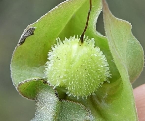 Trichodesma angustifolium, L. Nanyeni 1286--Namibia. Hwy 3031. Odom 155. 31 Mar 2018. DSC04738 (38).JPG