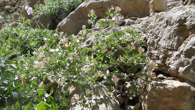 Lotus gebelia, A. G. Miller 133.26--Iraq. Kurdistan. Shakh-i Pira Magun. Gueza Khan. 11 June 2010. 263 (23).jpg
