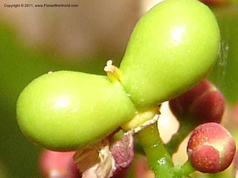 Lepisanthes perrieri, ZRogers1160--Madag. Prov. Antsir. Parc Nat. Ankarana. 10 Nov 06. 139 (15).jpg