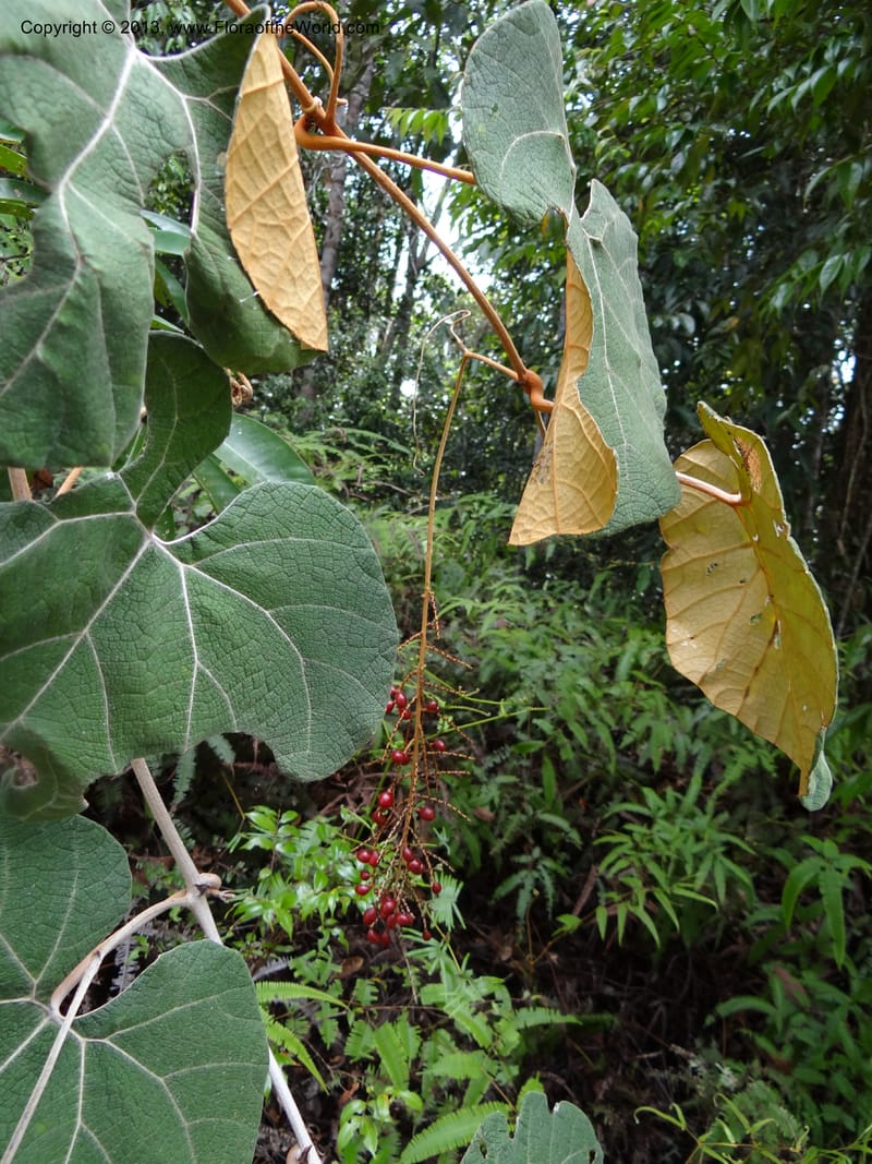 Ampelocissus, SAN.153249--Malaysia, Sabah. Tawai For. Res. 9 Apr 2012. DSC07890 (127).JPG