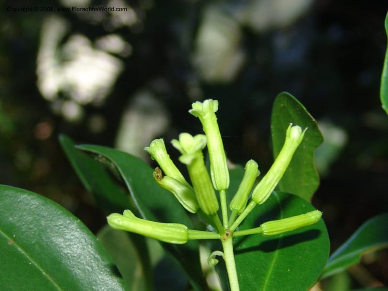 Peddiea africana--So.Africa. KZN. Scottburgh, S of Durban. 12 Mch 05. 006.jpg