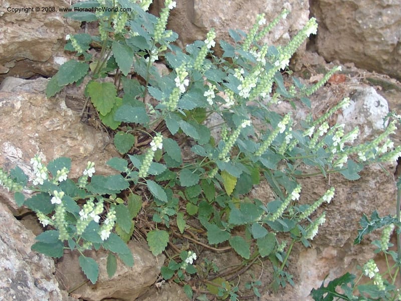 Scutellaria sieberi--Crete. Ep. Kisamos. Sirikari Gorge. 25 May 05. 152.jpg