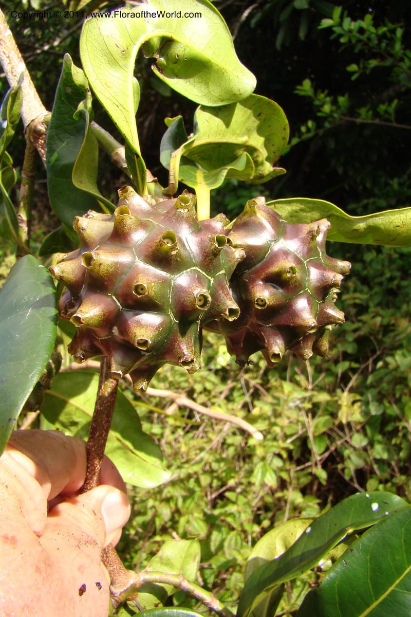 Morinda rigida, Razafindraibe 207--Madagascar. Prov. Fianarantsoa. RN 12. 14 Jan 09. 274 (8).jpg