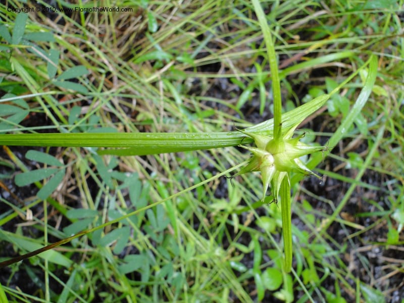 Carex intumescens, Mori, S 27441, North Carolina, Wake Co., Boyce Bridge Rd, 25 May 2010 (29).JPG