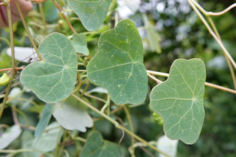 Tropaeolum emarginatum, Gomez-Dominguez, H 3772--Mexico. Chiapas. La Selva Negra. Rincon Chamula. 22 Mar 2017.  (120).JPG
