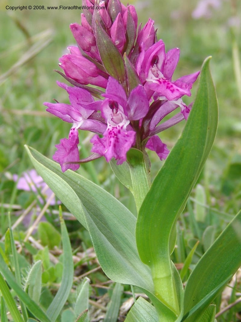 Dactylorhiza urvilleana--Georgia. Kazbeki . Trail-road to Sameba Church. 2 Jun 05. 533.jpg