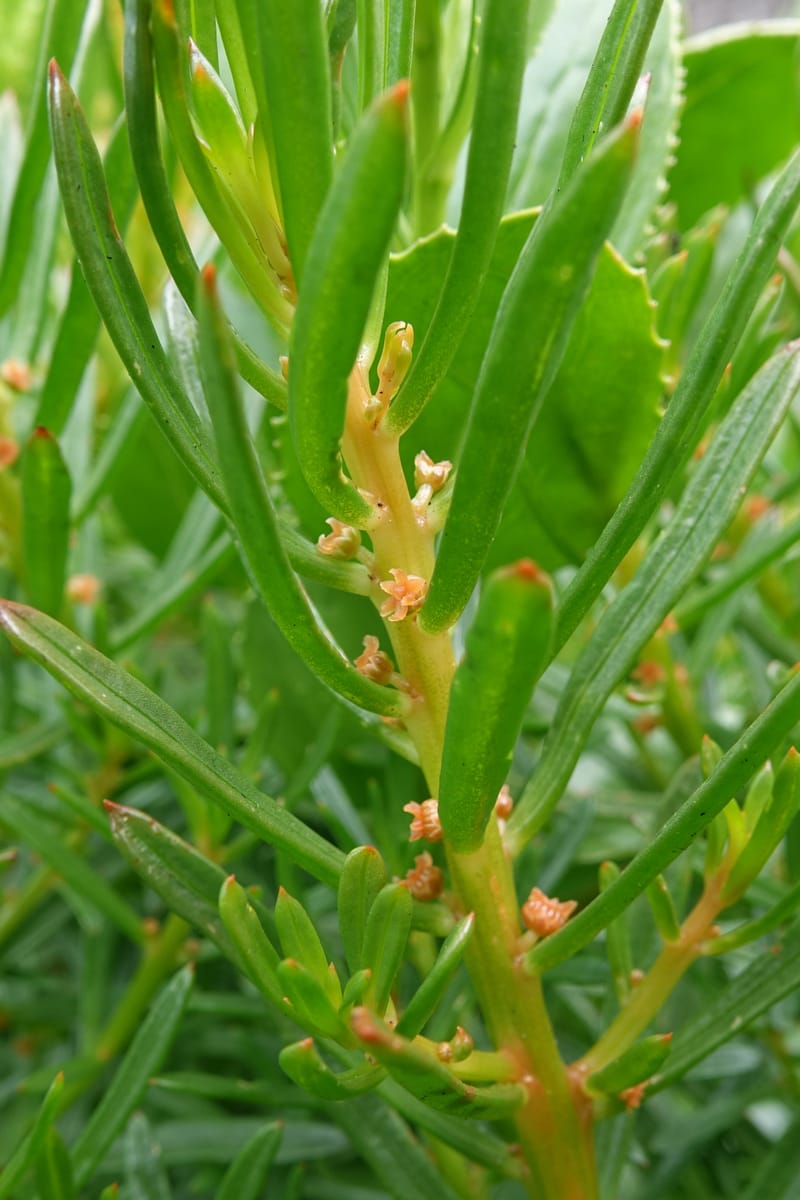 Gyrostemon sheathii, Davidson, C 13516--Australia. W.A. Torndirrup N.P. Frenchman Bay Rd. 30 Oct 2016. DSC06898 (56).JPG
