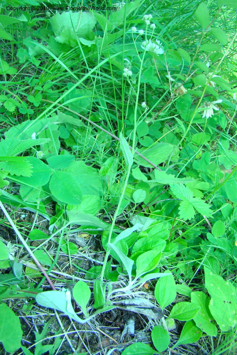 Antennaria racemosa, C. Davidson 11373--Idaho. Idaho Co. Salmon River. Polly Bemis Ranch. 27 May 2009. 094.jpg