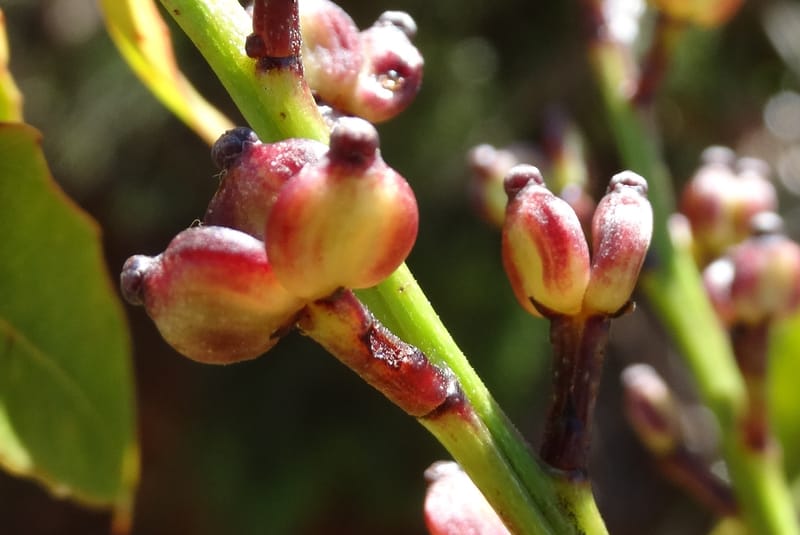 Polyscias, Lowry, P 7417--New Caledonia. PinPin. 20 Nov 2015. DSC03938 (169).JPG
