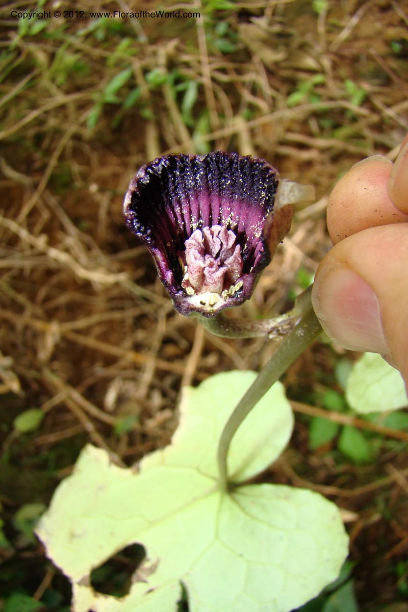 Asarum, Regalado 1670--Viet Nam.Hoang Lien Son. 7 Apr 09. 072 (48).jpg