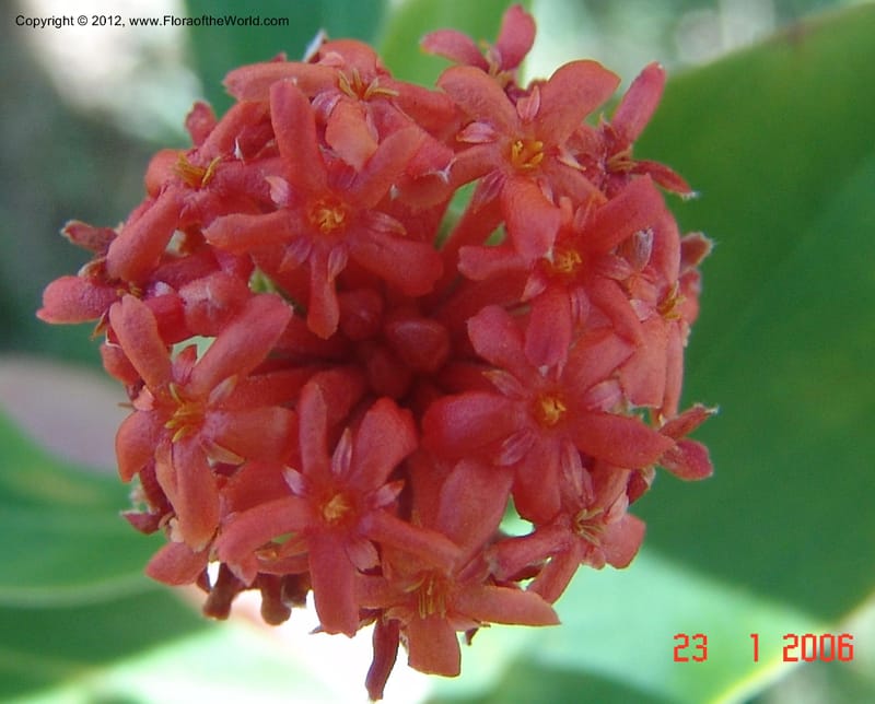 Gnidia daphnifolia, Rogers, Z 954-Madagascar, 23 Jan 2006 006 (5).jpg