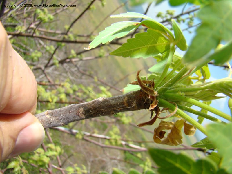 Bursera graveolens--Costa Rica. Guanac. Palo Verde Biol. Sta. 6-7 Apr 08. 109.jpg