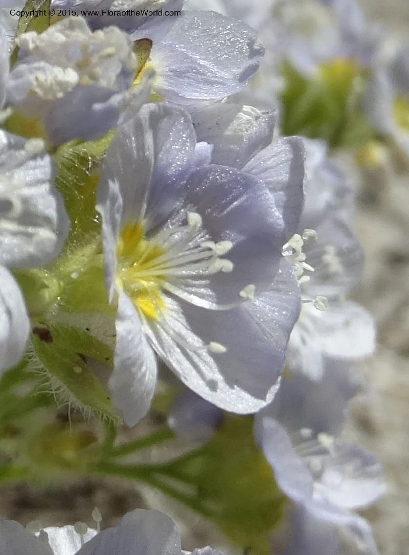 Polemonium pulcherrimum, Davidson, C 12552--Idaho. Valley Co. FS Rd. 431. 1 Jul 2014. DSC09329 (4).JPG