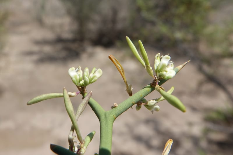 Bredemeyera colletioides, Fortunato 13068--Argentina. Hwy 60, rocky river channel. 3 Feb 2018. DSC08172 (75).JPG