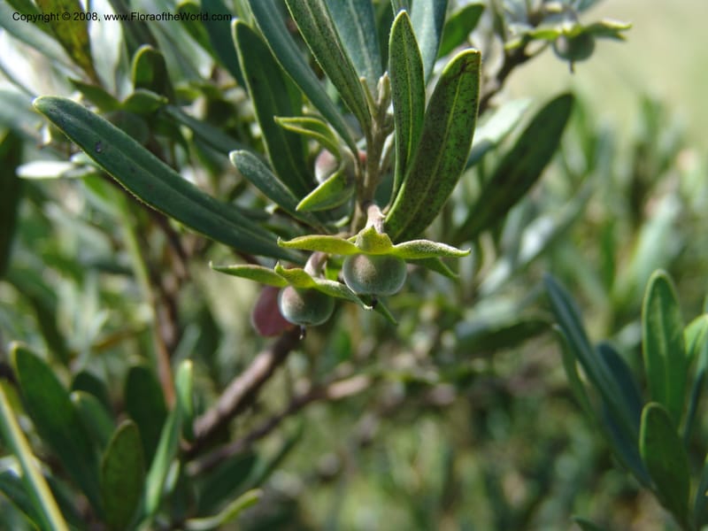 Diospyros dichrophylla--So.Africa. E. Cape. Waringham Farm, Quanti Area, Stut. 8 Mch 05. 380.jpg