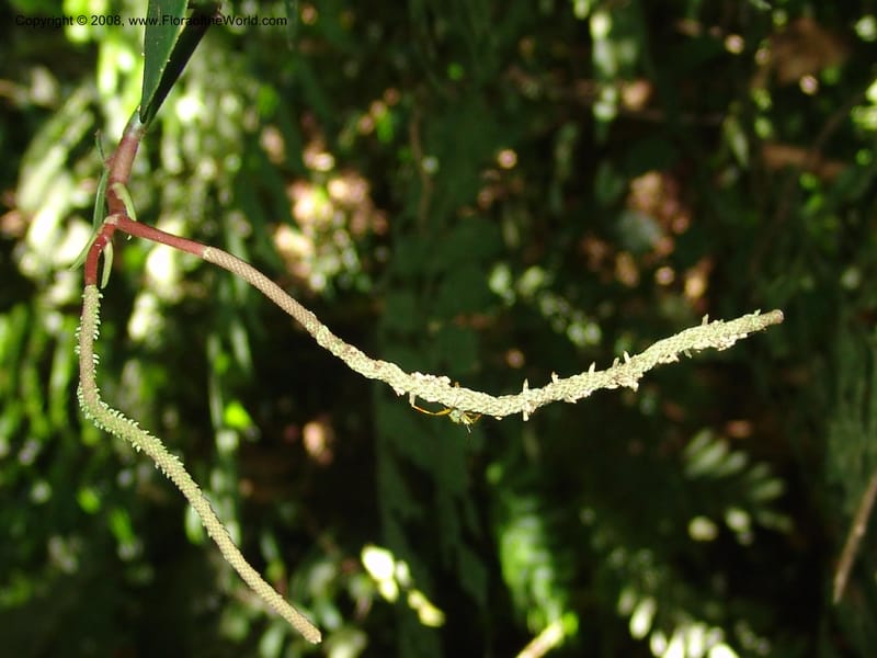 Peperomia, AAraujoM1252--Bolivia. Pq. Nac. Madidi. Chalalan. Send. Anta. 30 Nov 04. 270.jpg