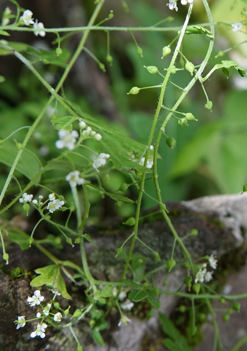 Yinshania acutangula subsp. wilsonii, C. Davidson 13755--China. Sichuan. Yibailingba-gou. 12 Aug 2017. DSC04660 (667).JPG