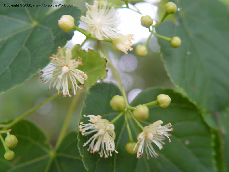 Tilia japonica--Japan. Honshu. Shiga Pref. Ibukiyama. 18 Jul 03. 045.jpg