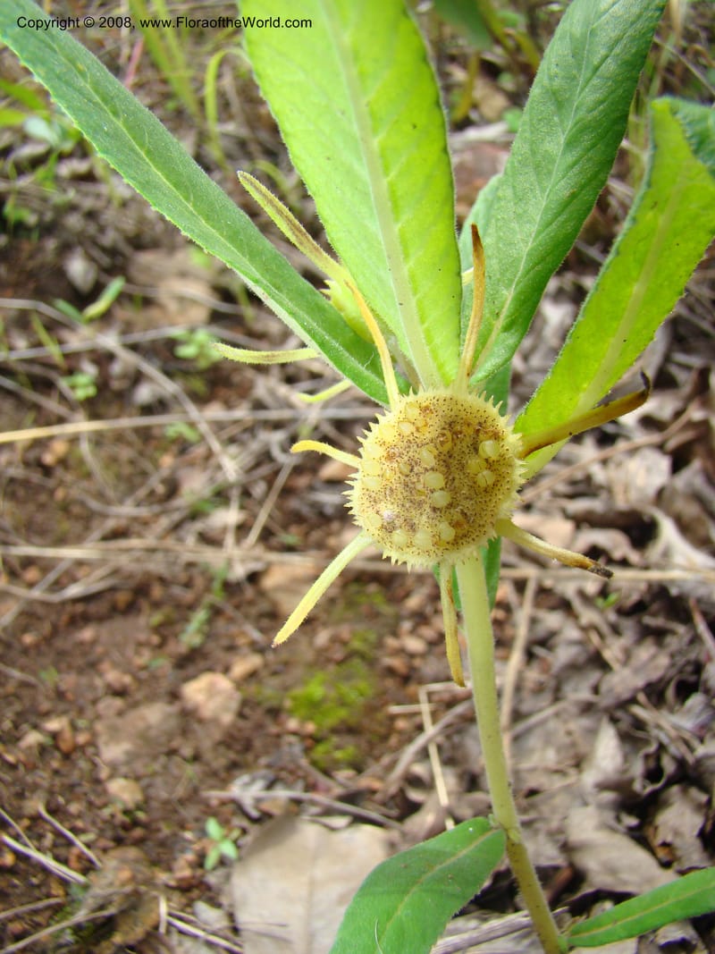 Dorstenia benguellensis, RGereau7044--Tanz. Mbeya Rural Distr. Utengule Coffee Lodge. 26 Jan 08. 083.jpg